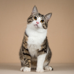 Котик Бенни ищет доброе сердце.