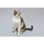 Котик Барсик ищет доброе сердце.