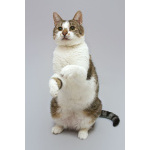 Котик Барсик ищет доброе сердце.