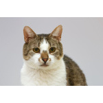 Котик Барсик ищет доброе сердце.