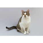 Котик Барсик ищет доброе сердце.