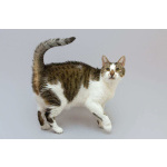 Котик Барсик ищет доброе сердце.