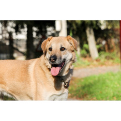 Чудесная Барабулька ищет дом и любящую семью!