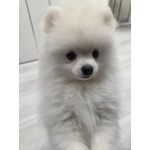 Померанский шпиц девочка кремовая с документами