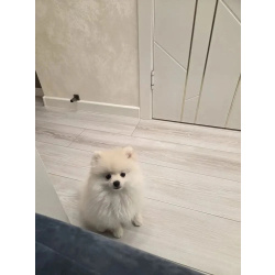 Померанский шпиц девочка кремовая с документами