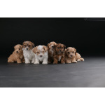 Гаванский бишон красивые щенки