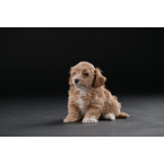 Гаванский бишон красивые щенки