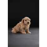 Гаванский бишон красивые щенки