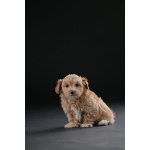 Гаванский бишон красивые щенки