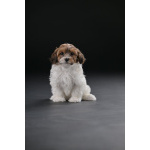 Гаванский бишон красивые щенки