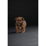 Гаванский бишон красивые щенки