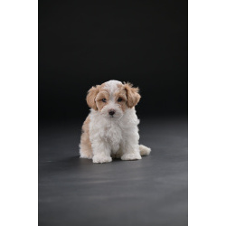 Гаванский бишон красивые щенки