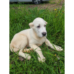 Породистые щенки с документами Среднеазитской овчарки