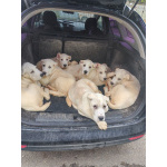 Породистые щенки с документами Среднеазитской овчарки