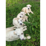 Породистые щенки с документами Среднеазитской овчарки