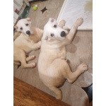 Породистые щенки с документами Среднеазитской овчарки