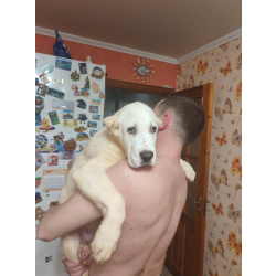 Породистые щенки с документами Среднеазитской овчарки