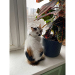 Миниатюрная кошечка Буся в дар.