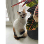 Миниатюрная кошечка Буся в дар.