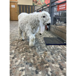 Вислоухие овцы породы лохи