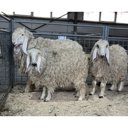 Вислоухие овцы породы лохи