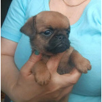 Рыжий мальчик пти-брабансон