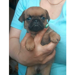 Рыжий мальчик пти-брабансон