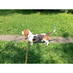 Бассет 3 года