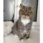 Очаровательная Бамбина. Кошка в добрые руки.