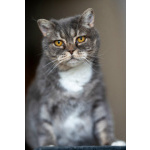 Очаровательная Бамбина. Кошка в добрые руки.