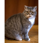 Очаровательная Бамбина. Кошка в добрые руки.