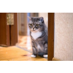 Очаровательная Бамбина. Кошка в добрые руки.