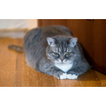 Очаровательная Бамбина. Кошка в добрые руки.