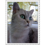 Шотландская серебристая шиншилла