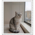 Шотландская серебристая шиншилла