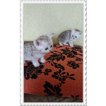 Шотландская серебристая шиншилла