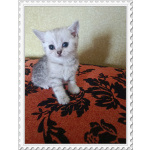 Шотландская серебристая шиншилла