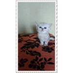 Шотландская серебристая шиншилла