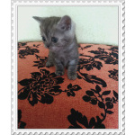 Шотландская серебристая шиншилла