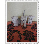 Шотландская серебристая шиншилла