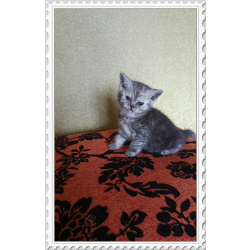 Шотландская серебристая шиншилла