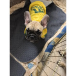 Французский бульдог