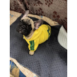 Французский бульдог