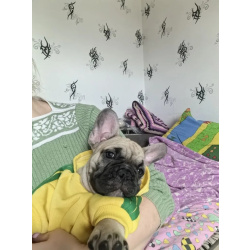 Французский бульдог