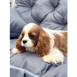 Кавалер кинг Чарльз спаниель мальчик бленхейм