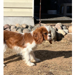 Кавалер кинг Чарльз спаниель девочка