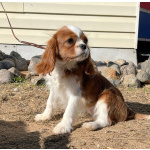 Кавалер кинг Чарльз спаниель девочка