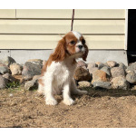 Кавалер кинг Чарльз спаниель девочка