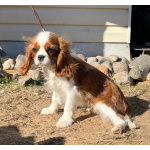 Кавалер кинг Чарльз спаниель девочка