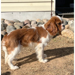 Кавалер кинг Чарльз спаниель девочка